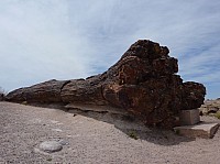 Giant logs FP (8).JPG